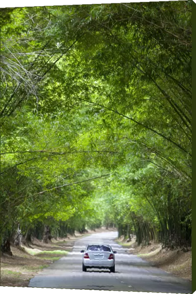 Bamboo Avenue, St. Elizabeth Parish, Jamaica, Caribbean