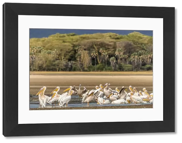 Africa, Tanzania, Lake Eyasi. A group of great white pelicans