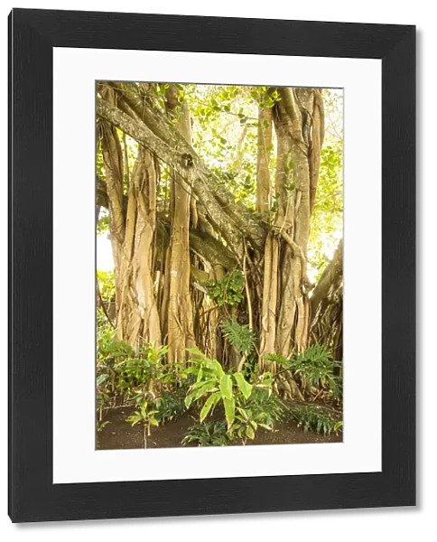 Banyan tree, Trou D eau Douce, Flacq, East Coast, Mauritius