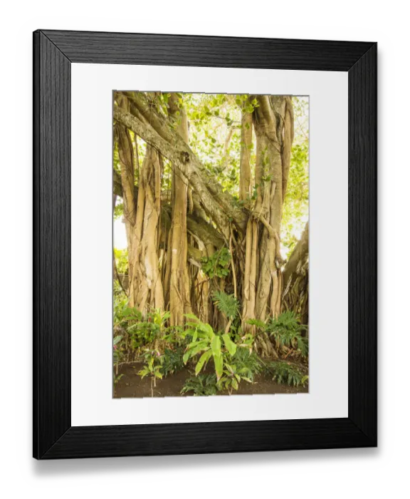 Framed Print : Banyan Tree Print, Trou D'eau Douce, Mauritius Framed Print : Banyan Tree Print, Trou D'eau Douce, Mauritius