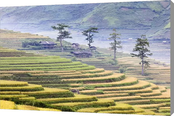 Stilt huts and trees set in rice terrace at harvest time, Tu Le, Yen Bai Province