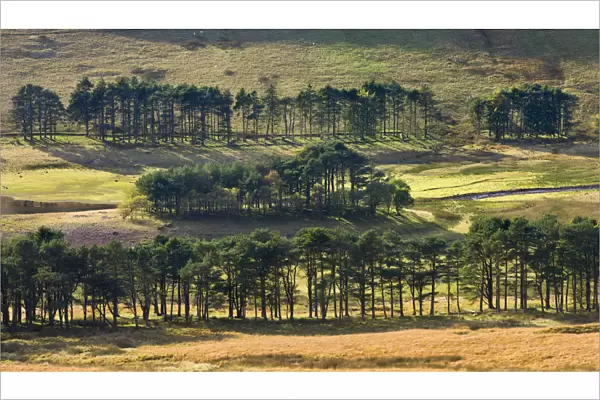 Pine trees surrounding a low Upper Neuadd Reservoir in the Brecon Beacons National Park