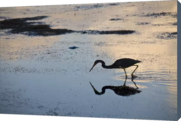 Belize, Caye Caulker, Silouetted bird reflected in sea at sunrise