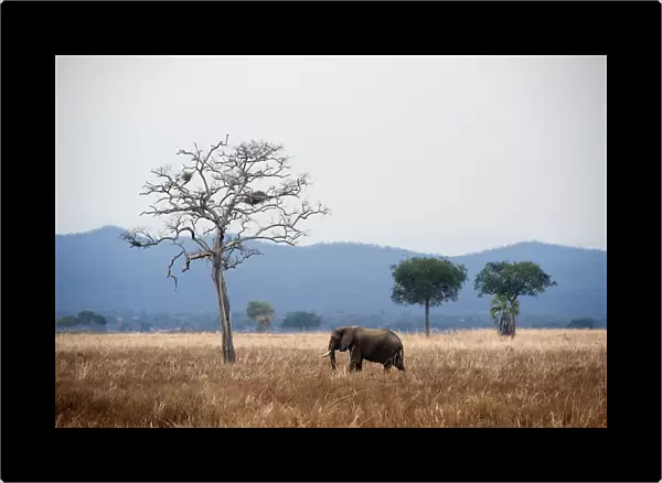 Elephant and dead tree in landscape, Mikumi, Tanzania