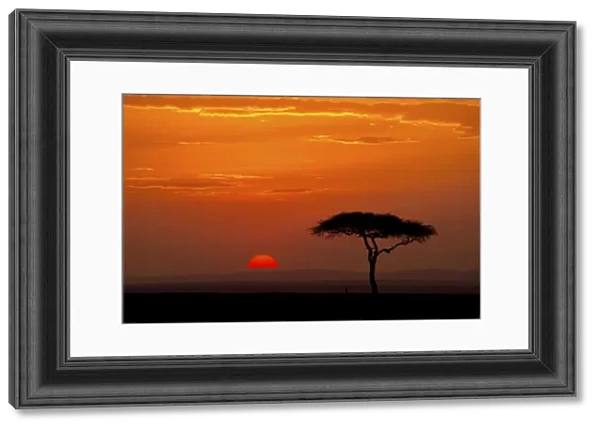 Sunrise with acacia tree, Serengeti, Tanzania, Africa