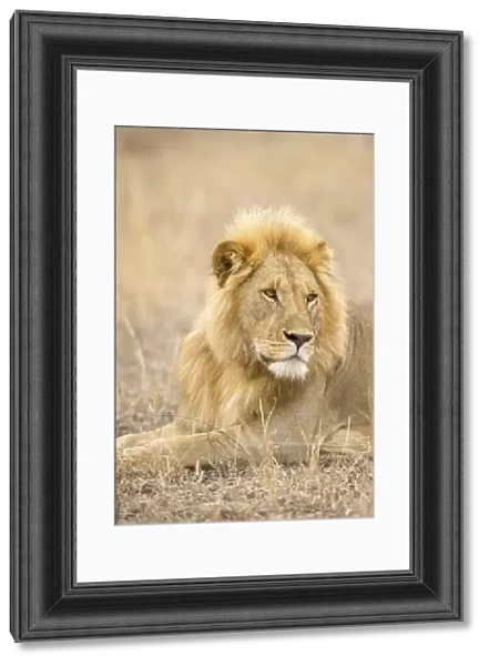 A large male lion looking away, Serengeti Grumeti, Tanzania, Africa