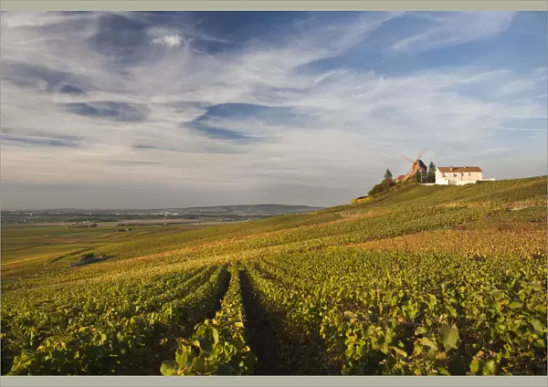 France, Marne, Champagne Ardenne, Verzenay, windmill and vineyards