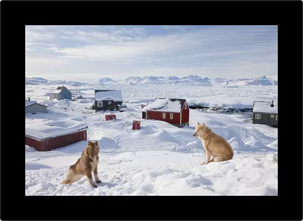 Huskies, Tiniteqilaq in winter, E. Greenland