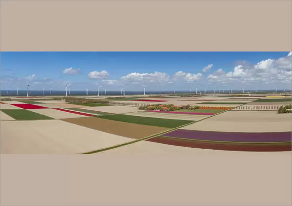 Panoramic aerial view of the tulip fields in North Holland, The Netherlands