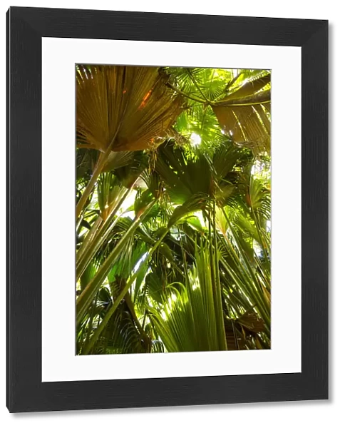 Coco de Mer palms, Vallei de Mai, Praslin Island, Seychelles