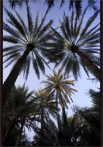 United Arab Emirates, Al Ain, Date Palm Trees at Wadi Al Ain (Al Ain Oasis)