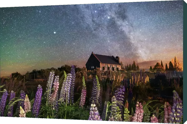 Night view of the Church of the Good Shepherd by Tekapo Lake with lupins in bloom