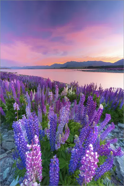 Lupins in bloom by the lake at dawn at Tekapo, New Zealand