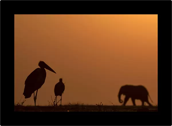 Elephant and Marabou Stork silhouettes, Chobe River, Chobe National Park, Botswana