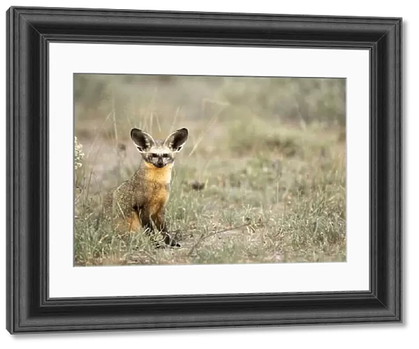 Bat Eared Fox, Deception Valley, Central Kalahari Game Reserve, Kalahari Desert, Botswana