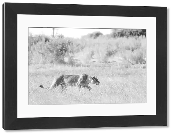 Lioness stalking, Okavango Delta, Botswana