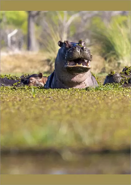 Hippo in weed, Okavango Delta, Botswana