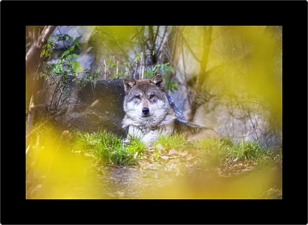 Portrait of grey wolf (Canis lupus Linnaeus) between autumn colors. Tyrol, Austria