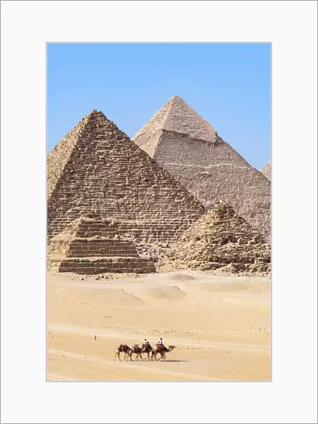 Camel train at the Pyramids of Giza, Giza, Cairo, Egypt