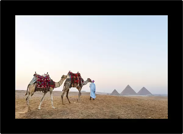 Man and his camels at the Pyramids of Giza, Giza, Cairo, Egypt