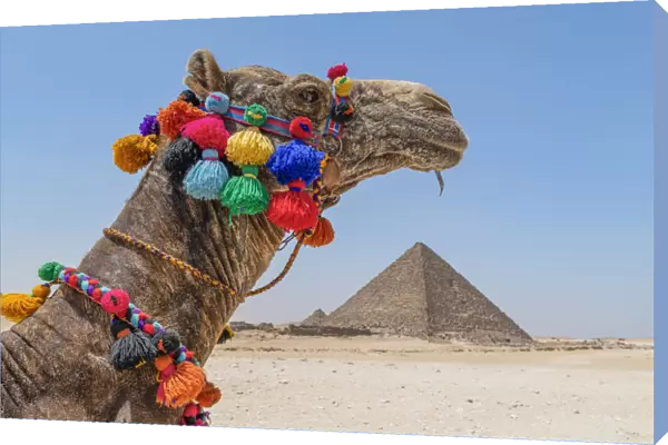 Camel at the Pyramids of Giza, Giza, Cairo, Egypt
