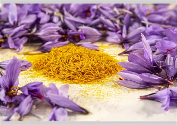 Anthers or stamens (yellow) of saffron in the Navelli plateau. Abruzzo Italy, Europe