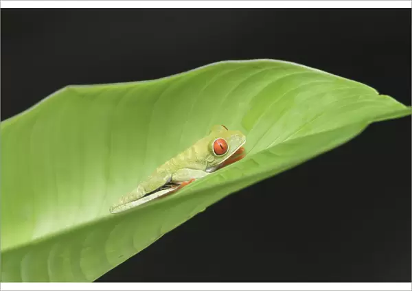 Red-eyed tree frog (Agalychnis Callidryas) climbing leaf, Costa Rica