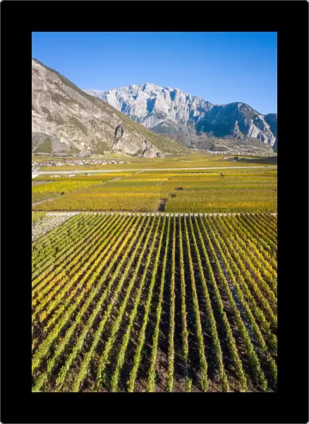 Switzerland, Canton of Valais, Leytron, Vineyard landscape