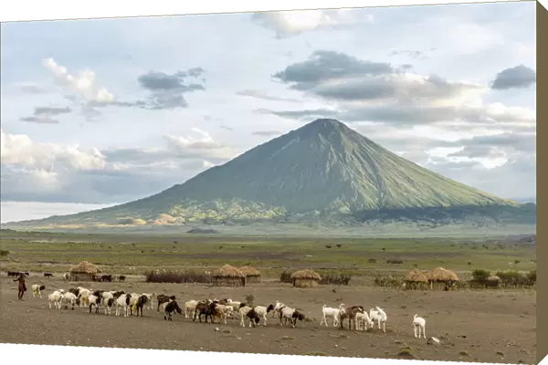 africa, Tanzania, Natron Lake area. Sunset at the Ol Doinyo Lengai with goat herds coming