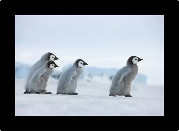 Emperor penguin chicks in procession - Antarctica, Antarctic Peninsula, Snowhill Island