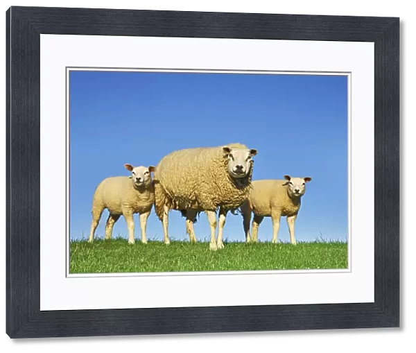 Merino sheep mother and lambs - Netherlands, North Holland, Texel
