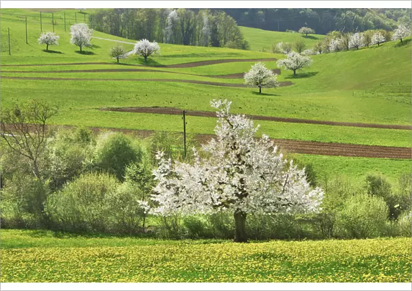 Cherry plantation in bloom - Switzerland, Basel-Landschaft, Sissach, Buus - Alps