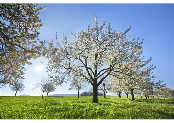 Cherry grove in bloom - Switzerland, Basel-Landschaft, Sissach, Runenberg - Alps, Swiss Jura