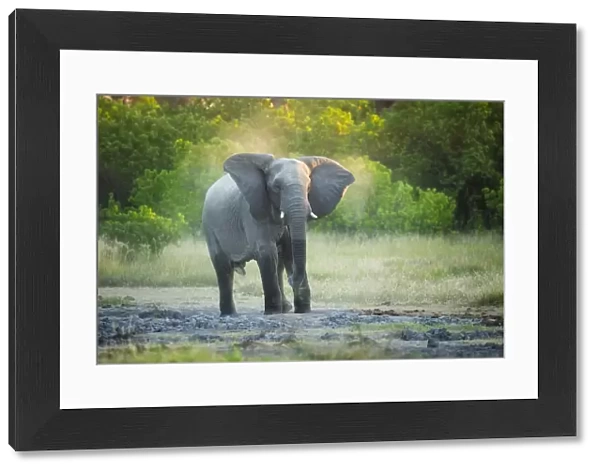 African Elephant (Loxodonta africana), Savuti, Chobe National Park, Botswana, Africa