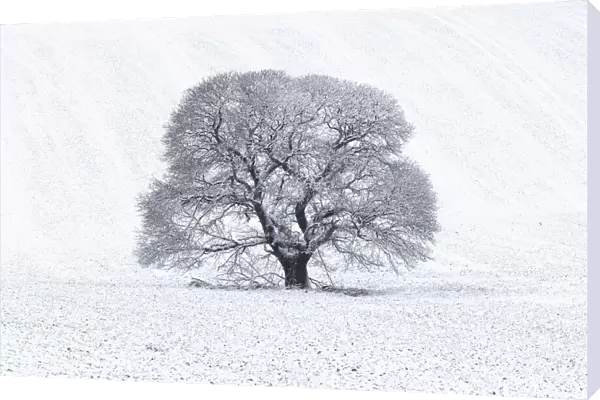 Sweet Chestnut (Castanea sativa) in snow-covered field, Keysely Down, Wiltshire, England