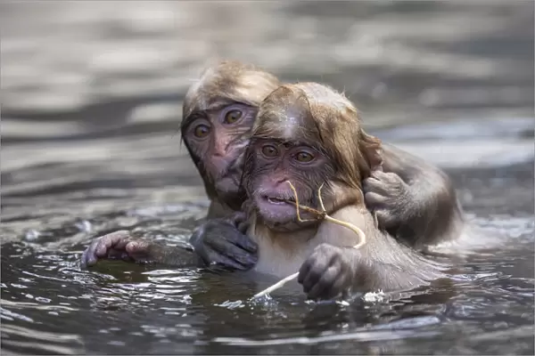 Juvenile snow monkeys or Japanese macaques (Macaca fuscata) playing in water, Jigokudani
