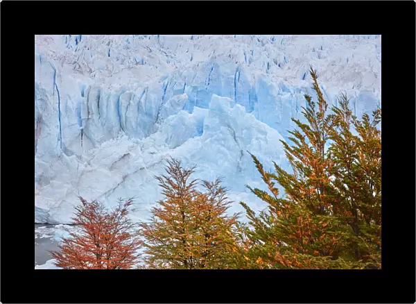 Colorful Lengas trees in contrast with the blue ice of the Perito Moreno Glacier in autumn, Los Glaciares National Park, El Calafate, Argentina