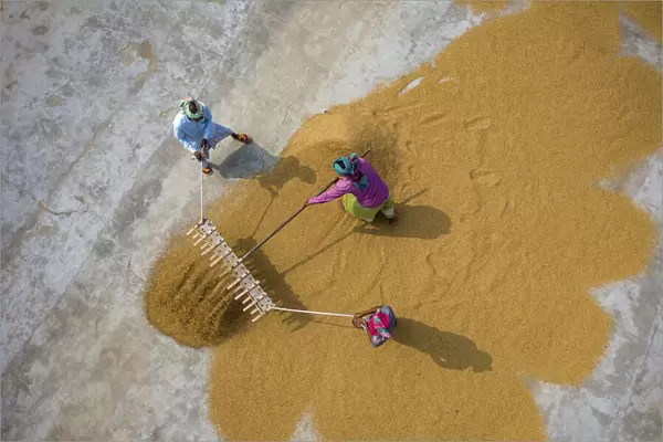 Aerial view of farmers working on rice field draining and drying rice at sunlight