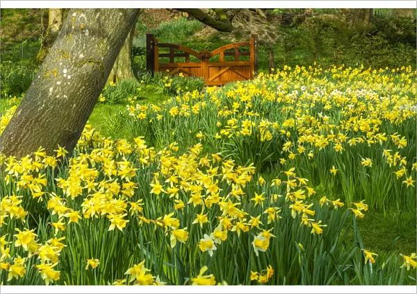Daffodils & Garden Gate, Hindringham Hall Gardens in Spring, Hindringham, Norfolk