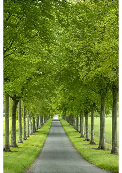 Avenue of Beech Trees, near Wimborne, Dorset, England