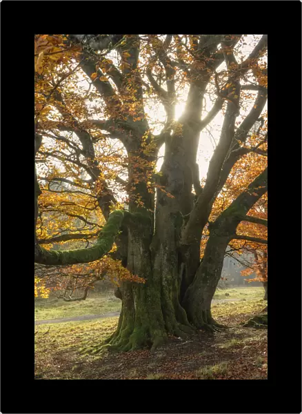 old autumnal beech tree at Unesco Biosphere reserve Rhoen, Rhoen, Bavaria, Germany