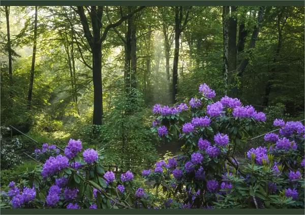 flowering rhododendron in beech forest in spring, Saxony, Germany, Europe