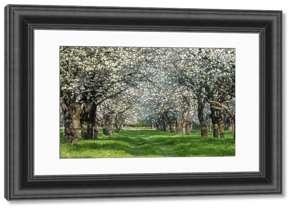 Spring orchard, flowering Cherry trees (Prunus), Burgenland district, Saxony-Anhalt