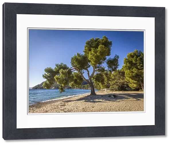 Pine trees on Platja de Formentor beach, Mallorca, Spain