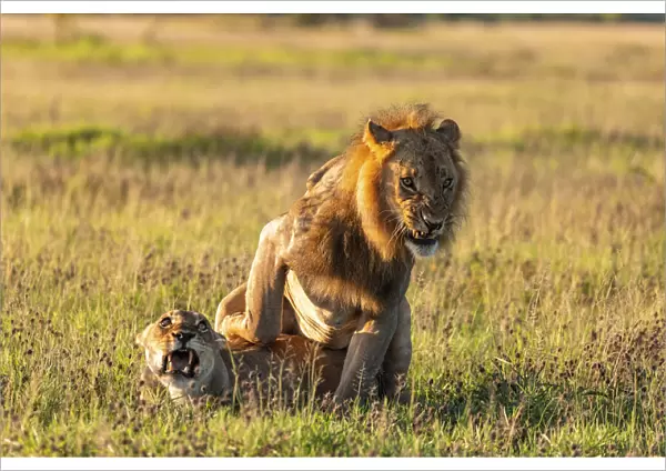 Lion, Nxai Pan National Park, Botswana