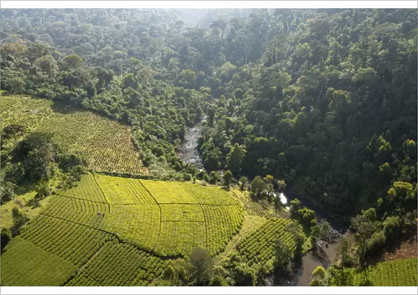 Mara River with tea plantations aerial, Mau Mara Forest, Kenya