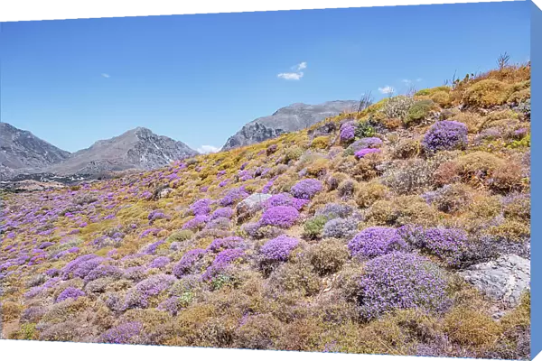 Wild thyme bushes blooming, Kourtaliotiko gorge, Rethymno, Crete, Greek Islands, Greece