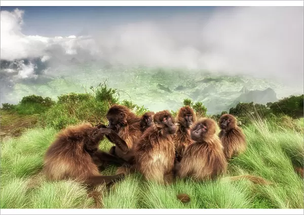 Gelada baboon family in Simien Mountains National Park, Northern Ethiopia