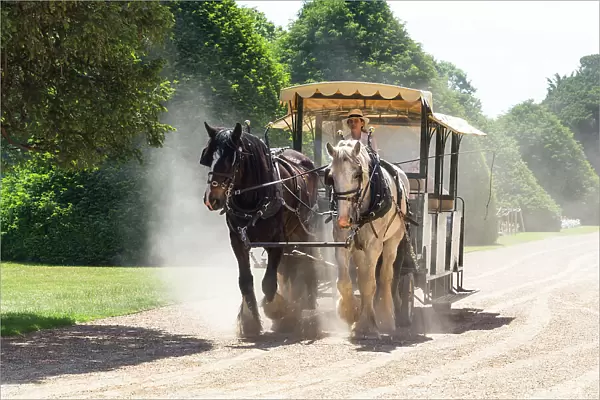 Shire horse carriage ride in The Great Fountain Garden, Hampton Court Palace, London, England