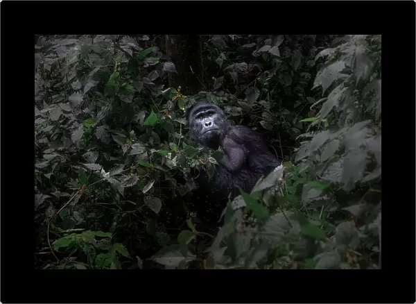 Mountain gorilla in Bwindi Impenetrable Forest, Uganda